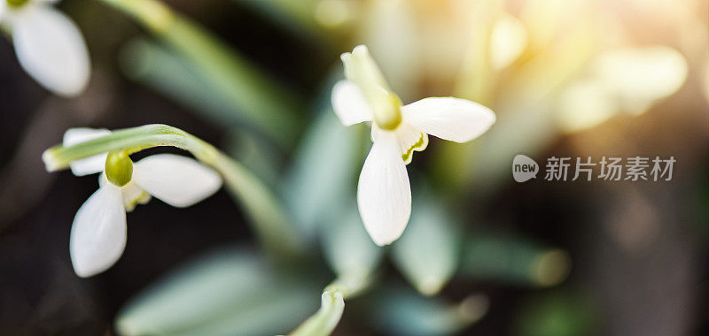 雪花莲