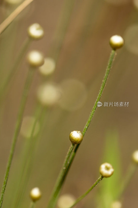 宏的Hatpin花与焦点在未开放的蓓蕾