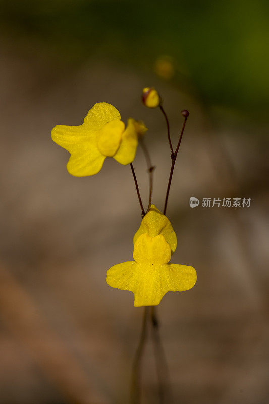 两朵黄色的狸藻花的微距聚焦背景