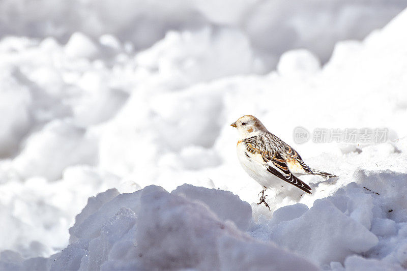 阿拉斯加内陆的雪旗