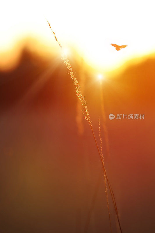 草地和野花沐浴在金色的阳光下