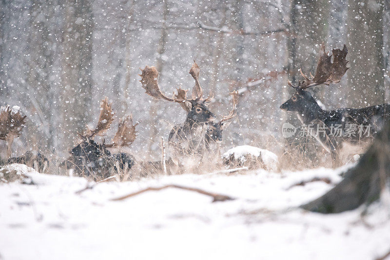 鹿在winterwonderland