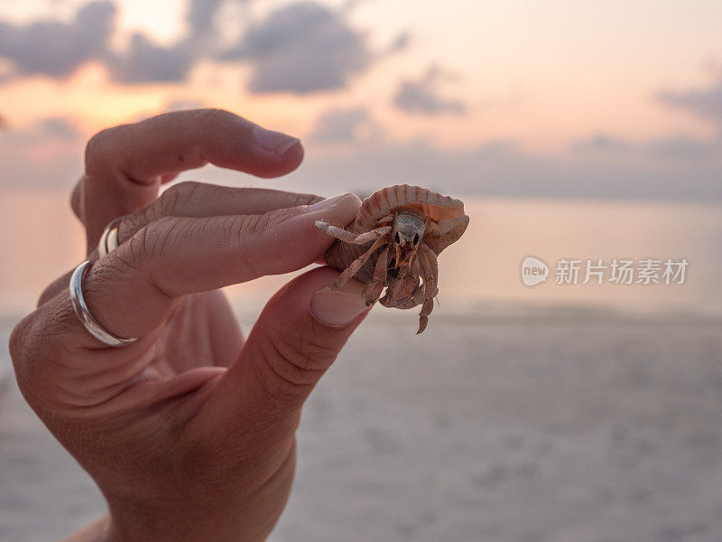 近距离的人类手抱寄居蟹