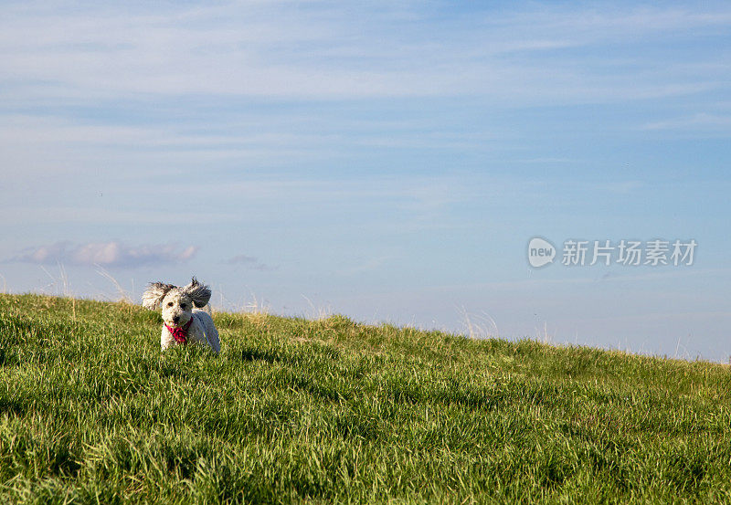 狗狗快乐日2