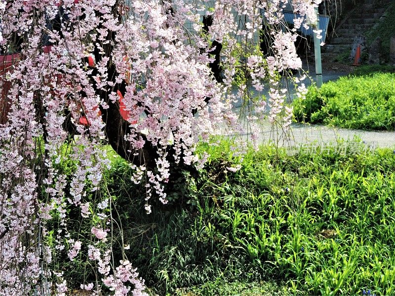 日本。4月。樱花开花。