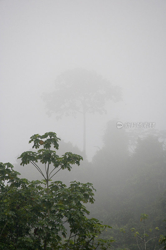 位于南美洲厄瓜多尔东南部的帕斯萨河附近的雨林