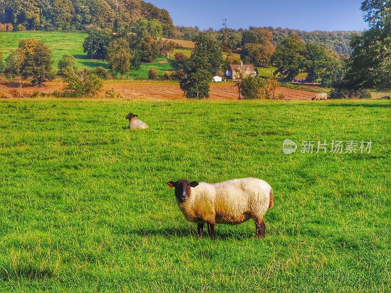 科茨沃尔德绵羊俯瞰百老汇村，科茨沃尔德英格兰中部，伍斯特郡，英国