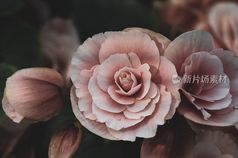 豪华玫瑰花束