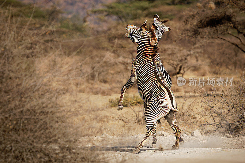 格里维斑马格里维斑马又名皇家斑马，血战决斗，现存最大的野生马科动物，是三种最受威胁的物种，发现于肯尼亚和埃塞俄比亚，高大，大耳朵，条纹较窄。
