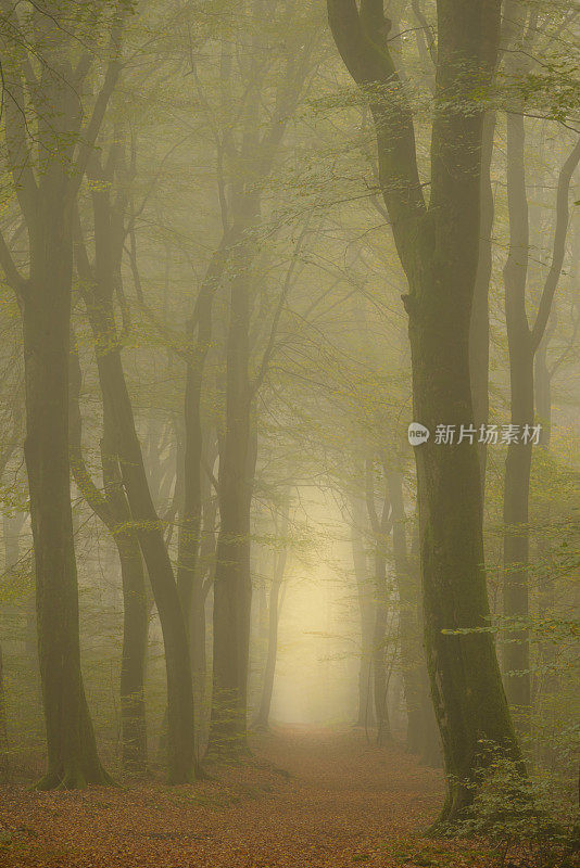 穿越神奇的晨雾森林
