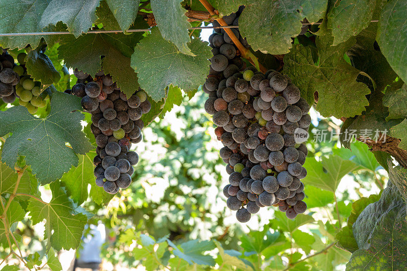 在意大利拉齐奥特拉奇纳附近的葡萄园里，一串串的梅洛葡萄正在成熟