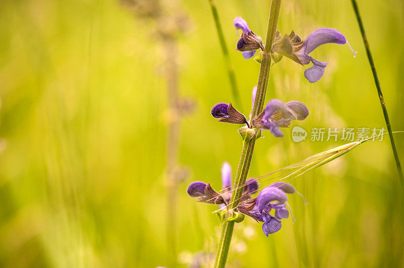 春季开花草甸鼠尾草(鼠尾草)