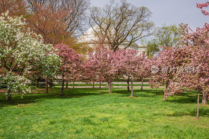 红色和白色山茱萸树与杰斐逊纪念堂在背景，华盛顿特区，美国。