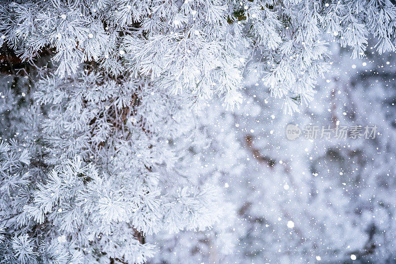 冬天的场景-冻松的树枝上覆盖着一层雪。森林里的冬天