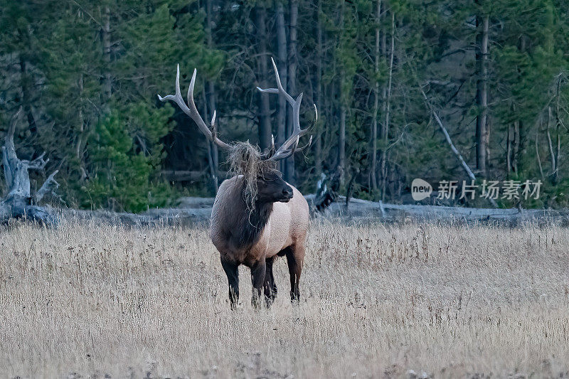 巨大的公麋鹿用鹿角上的草围拢麋鹿牛