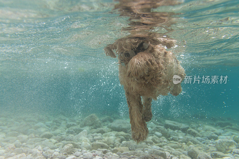 狗狗游泳的水下照片