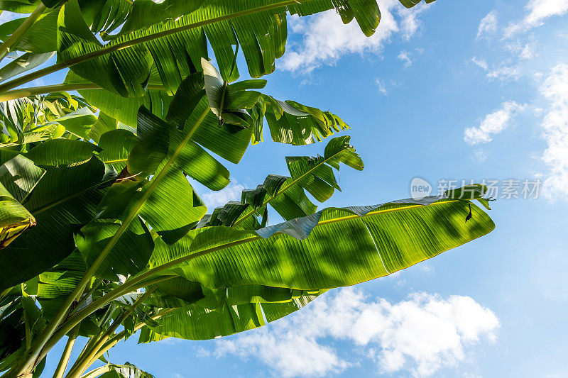 蓝色天空下的香蕉树