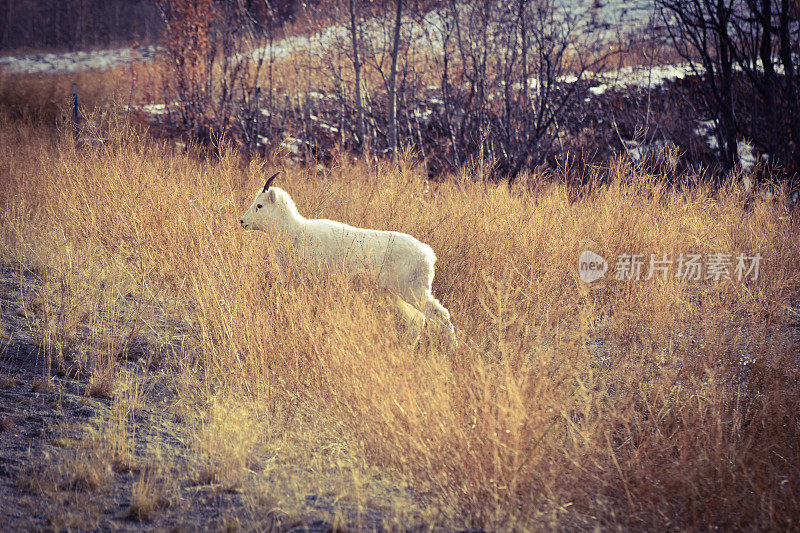 野生羊羔-阿拉斯加达尔羊