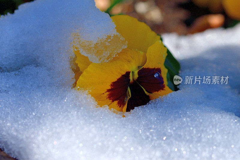 冬花迎雪:三色堇