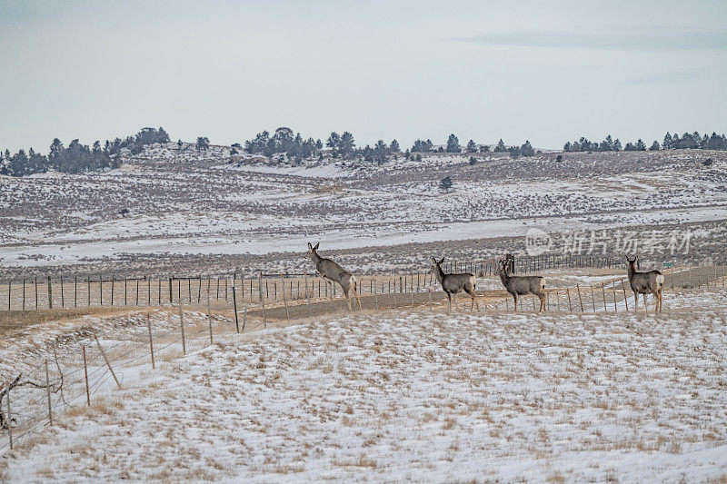 大约20只鹿排成一排，准备跳过它们的第三个栅栏