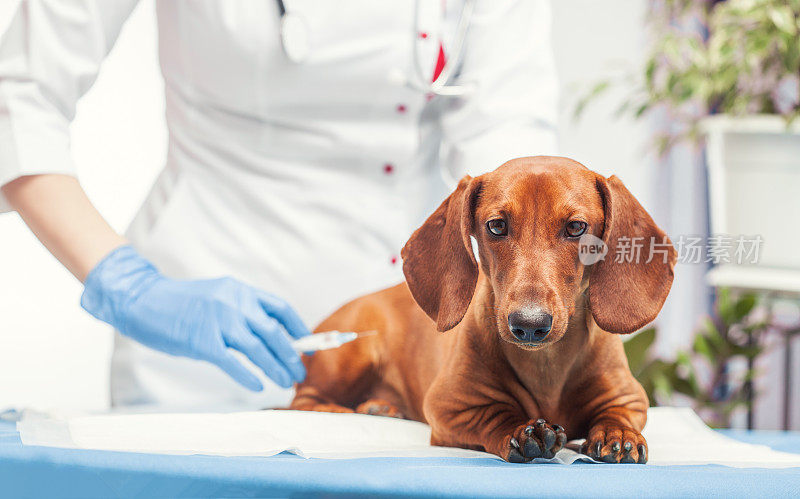 一位女兽医正在打棕色的cab疫苗。