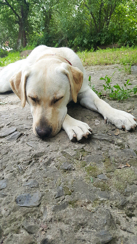 拉布拉多寻回犬躺在水泥地上