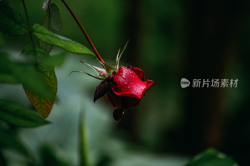 雨中的红玫瑰