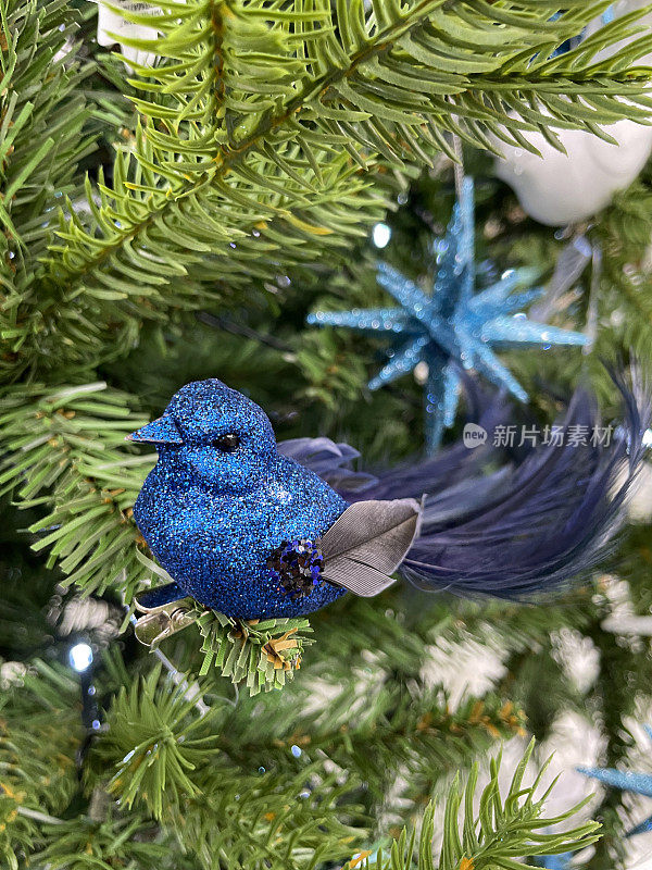 个别图像，蓝闪光雀鸟用长尾羽毛装饰挂在人造圣诞树的树枝上，云杉针，模糊的白色神仙灯的背景