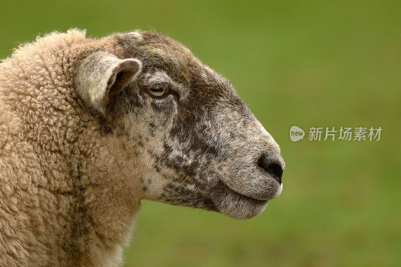 羊的肖像