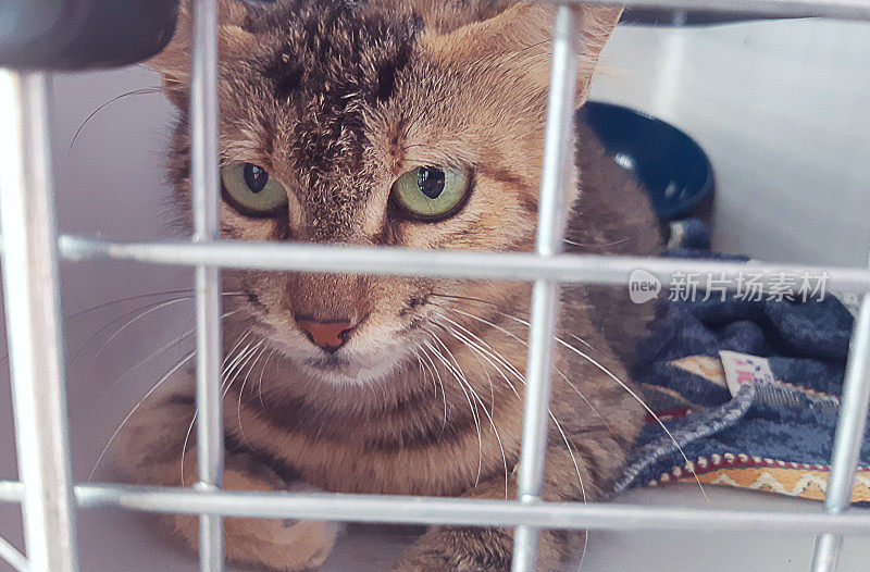 一只装在宠物笼里的猫