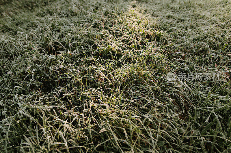 冰冻的草
