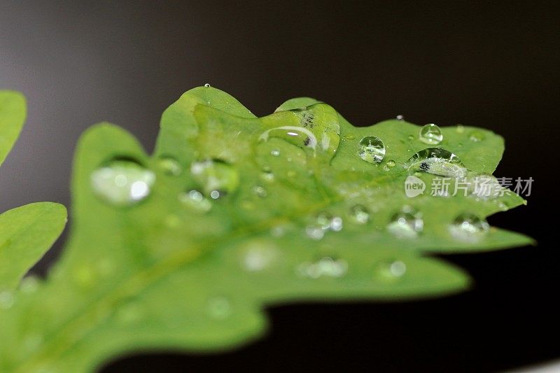 大镜头的绿色的叶子和水滴