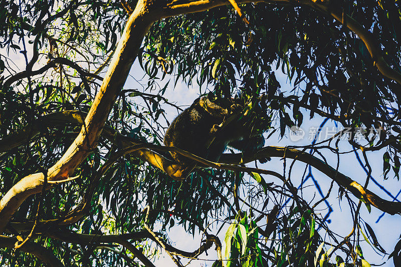 澳大利亚一棵树上的考拉。