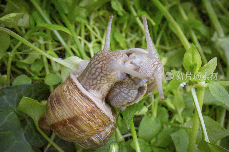 蜗牛在绿草里做爱