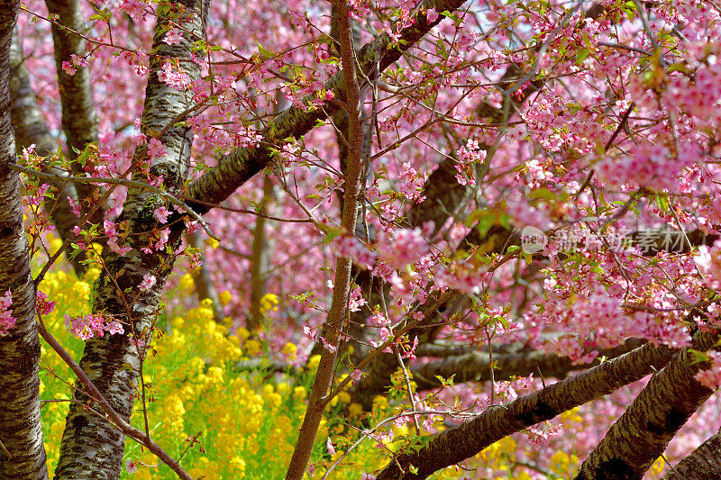樱花盛开的季节:与背景油菜花川坂品种