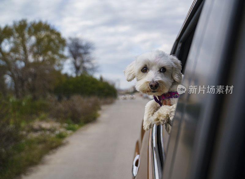 马耳他梗犬把头伸出车窗，观察周围的环境