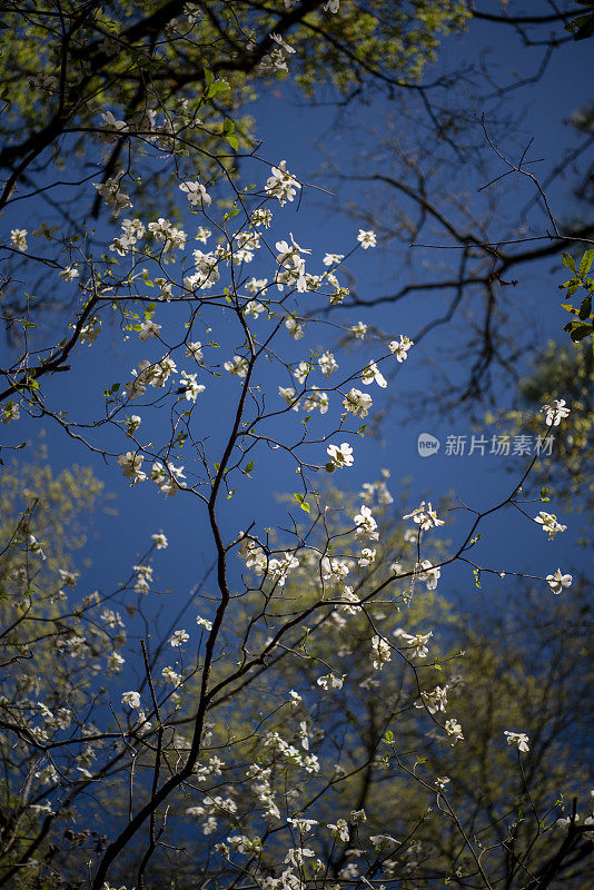 无叶山茱萸树枝与花朵和焦点的天空和树梢的背景