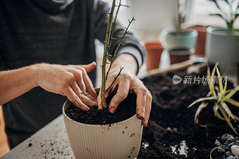 人在家里种植室内植物的特写