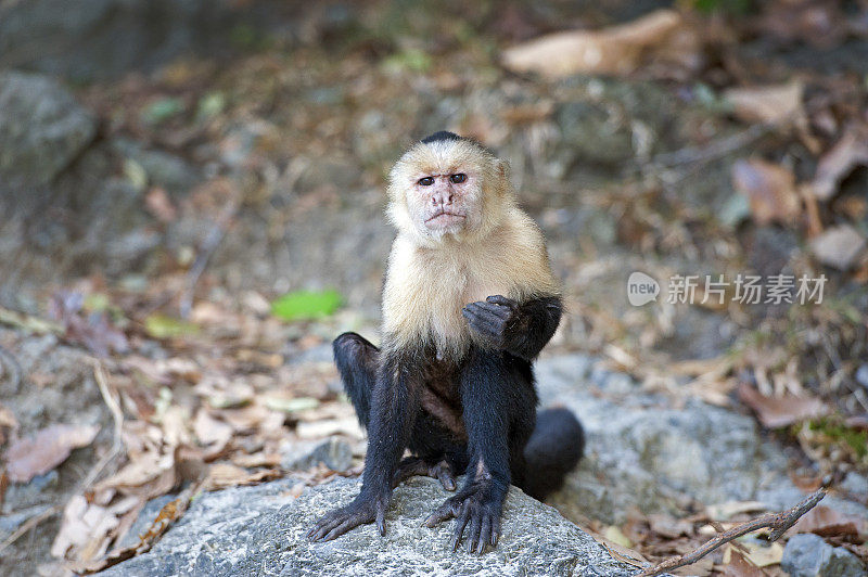 白脸或卷尾猴在地面上看着相机，曼纽尔安东尼奥国家公园，哥斯达黎加