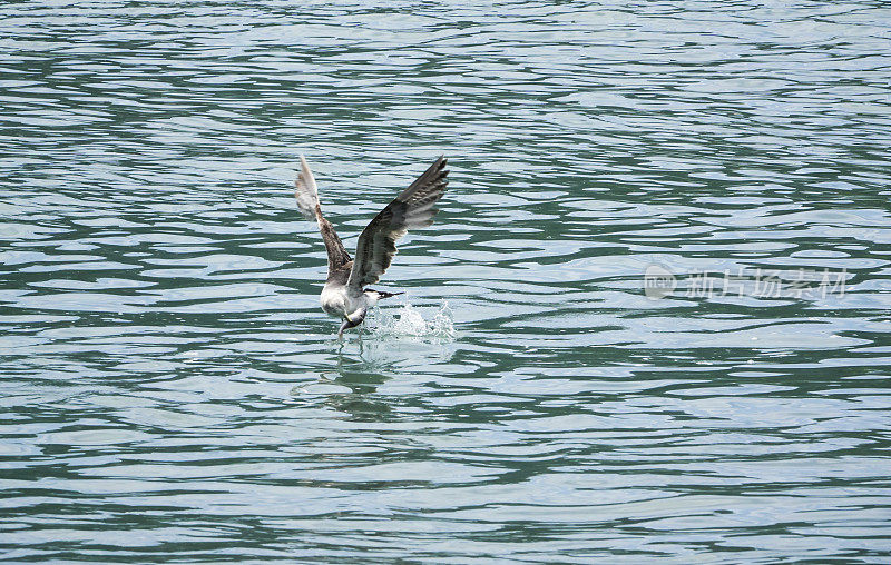 当一只苍鹭在海里咬了一条鱼，然后飞走的那一刻。