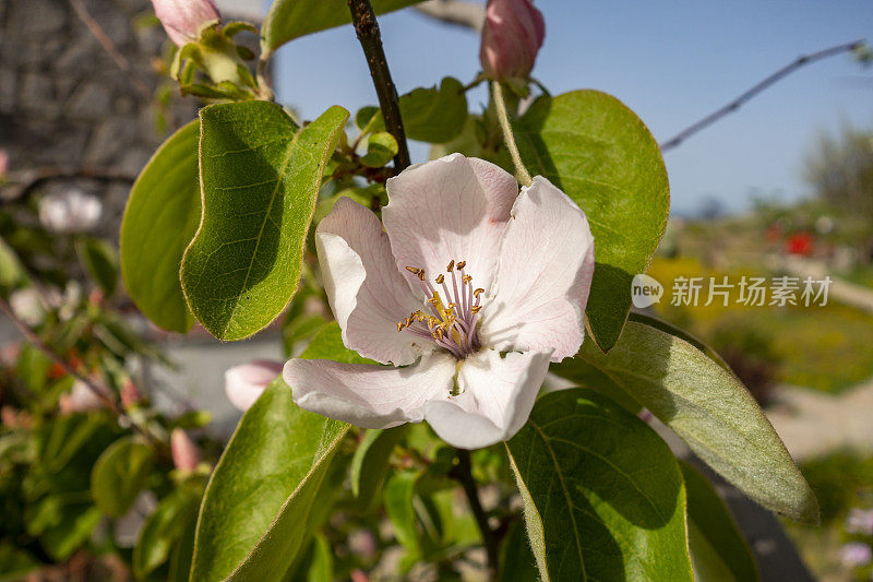 春暖花开的木瓜