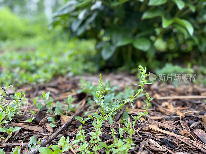 用树皮覆盖的花园杂草