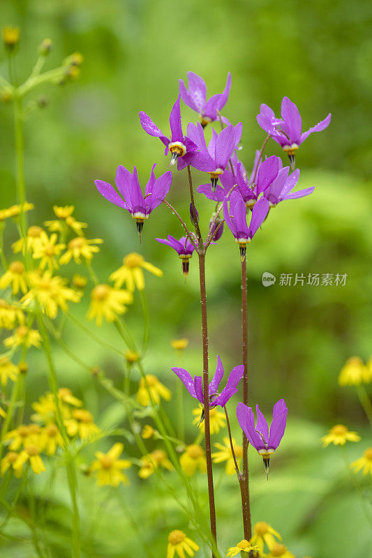 紫芽开始开花