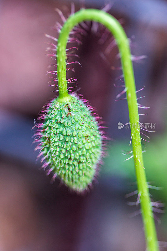 普通罂粟花蕾的特写