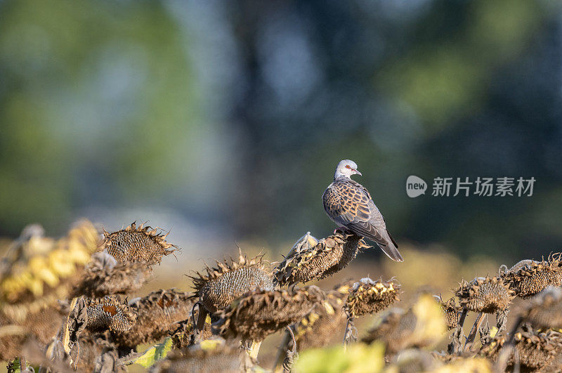 欧洲海龟在哪里(链球菌)