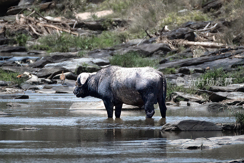 河里的非洲水牛