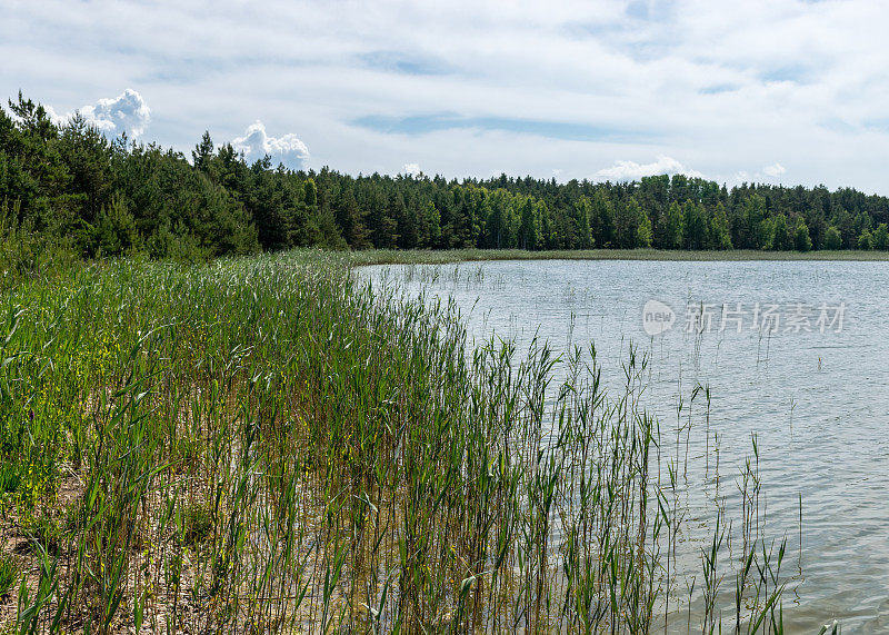 短绿草，沙丘沙和鹅卵石，传统景观，哈里莱德自然保护区，爱沙尼亚，波罗的海