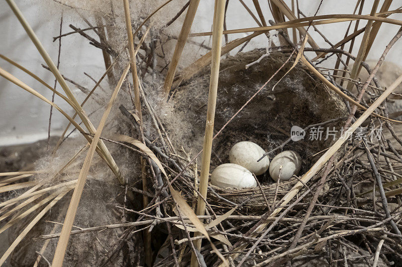 鸟蛋在巢里