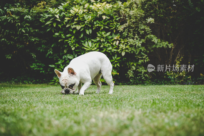 法国斗牛犬嗅草