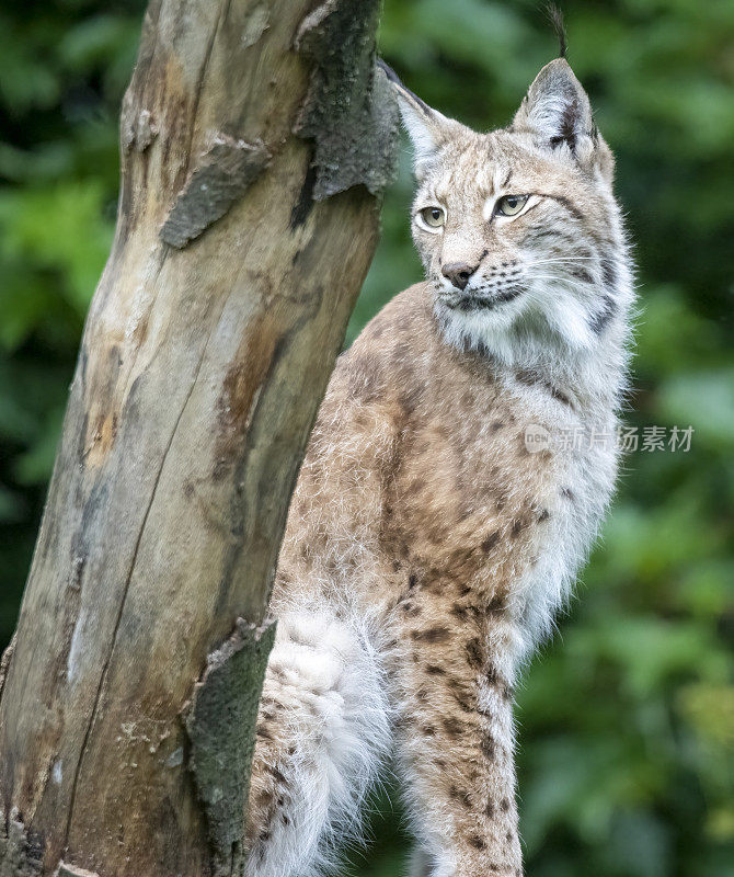 成年雄性欧亚山猫